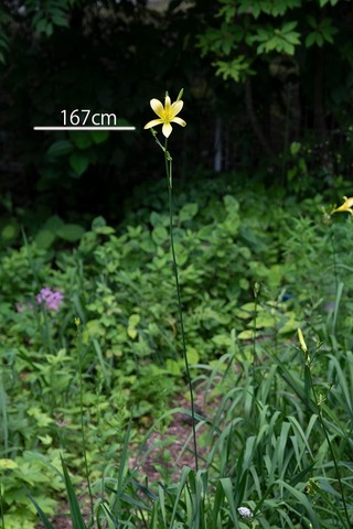 20220718yusugeB01-1710.jpg
