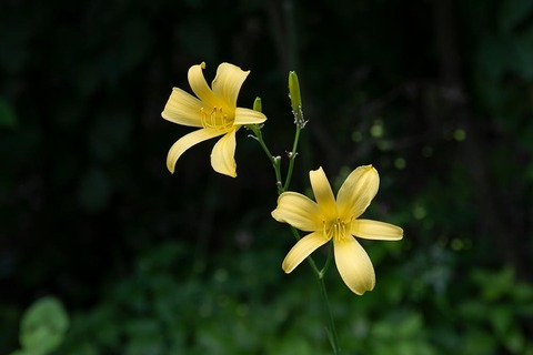 20220718yusugeC01-1711.jpg