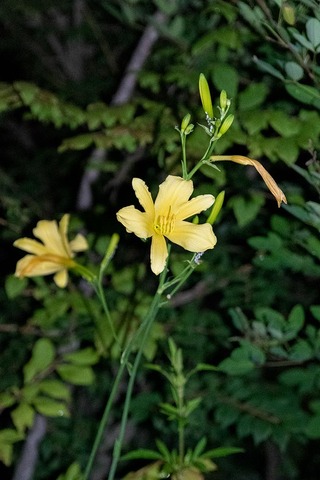 20220719yusugeA01-1934.jpg