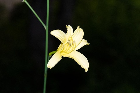 20220719yusuge_planter_y14_1930_01.jpg