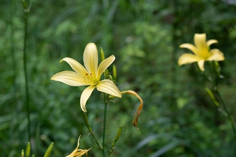 20220720yusugeA01_1654.jpg