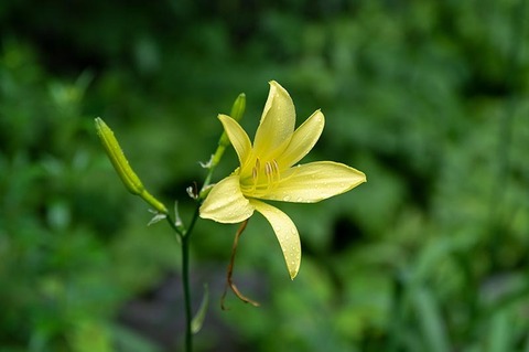 20220721yusugeA01_1624.jpg