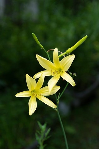 20220721yusugeB01_1626.jpg