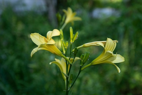 20220722yusugeA01_1710.jpg