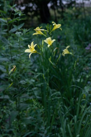 20220722yusugeA02_1716.jpg
