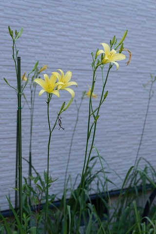 20220722yusugeB01_1715.jpg