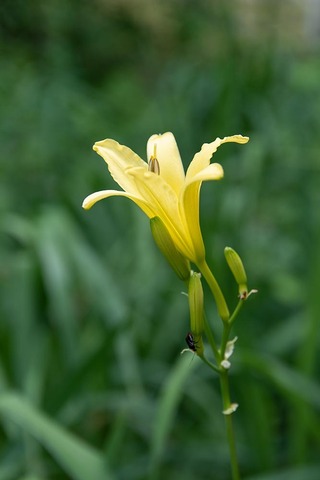 20220722yusugeC01_1729.jpg
