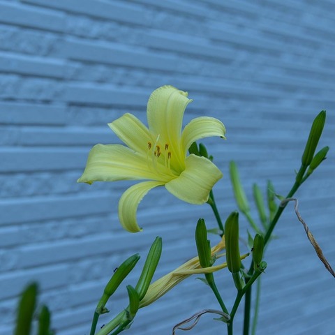 20220723yusugeA01_1725.jpg