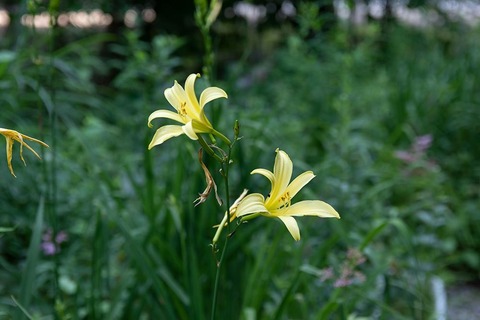 20220725yusugeD01_1709.jpg