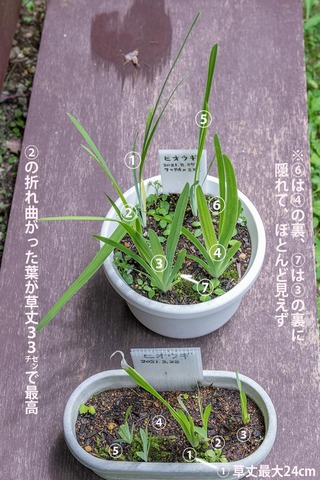 20220726hiougi01AւO.jpg
