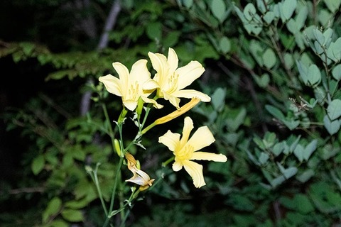 20220726yusugeB01_2054.jpg