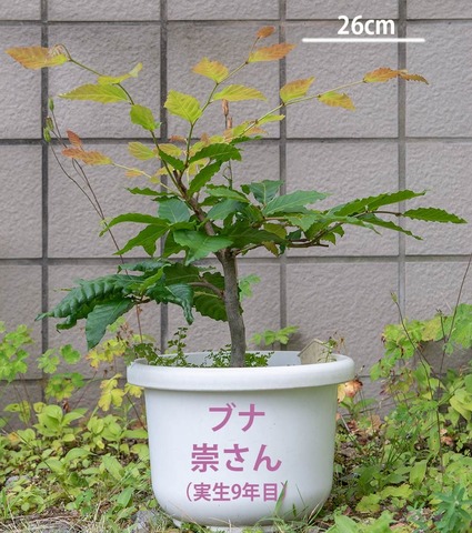 20220728buna_su_9y_00b.jpg