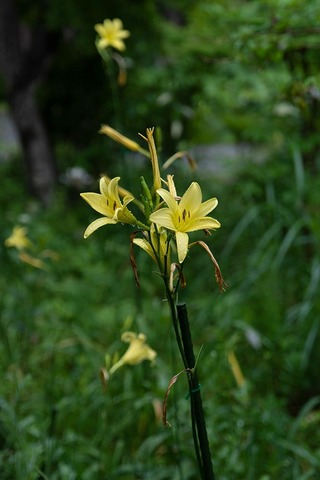 20220728yusugeA01_1710.jpg