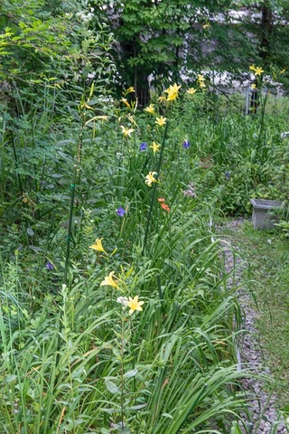 20220801yusugeA01_1717.jpg