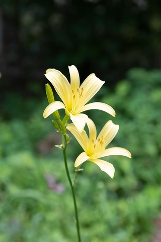 20220801yusugeB01_1715.jpg