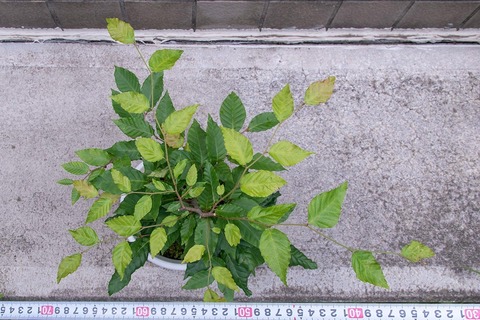 20220804buna_su_9y_03.jpg