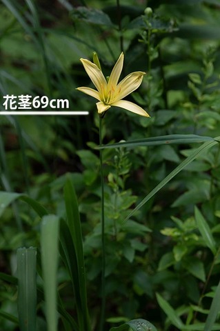 20220805yusugeA01_1644.jpg