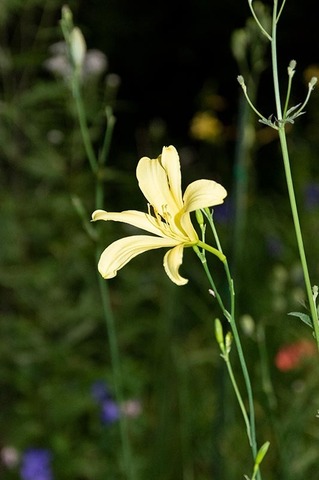 20220809yusugeB01_1955.jpg