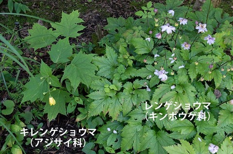 20220818museum-rengeshouma-kirengeshouma.jpg