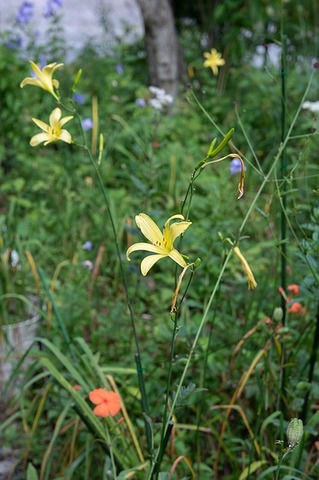 20220823yusugeA01_1651.jpg