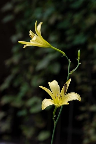 20220826yusugeA01_1655.jpg