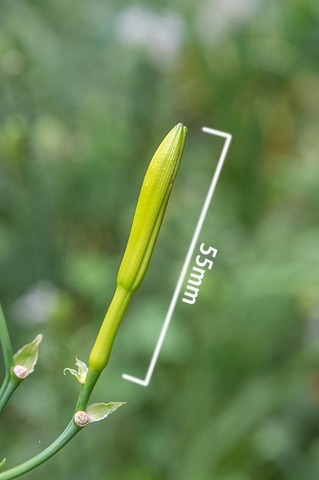20220830yusuge_tsubomiA_1404.jpg