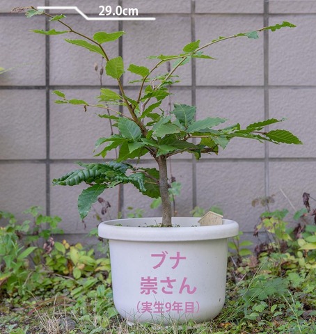 20220911buna_su_9y_00b.jpg