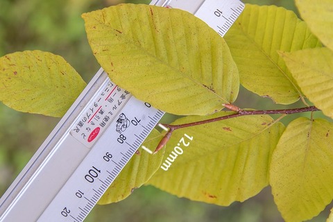 20220911inubuna11y_an_02.jpg