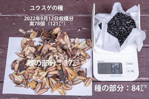 20220912yusuge-seed02.jpg