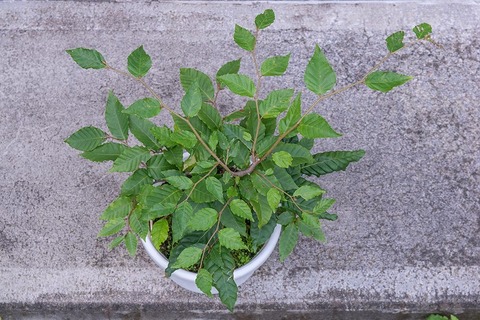 20220917buna_su_9y_01.jpg