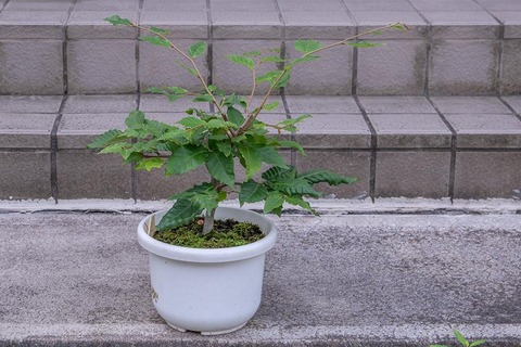 20220917buna_su_9y_02.jpg