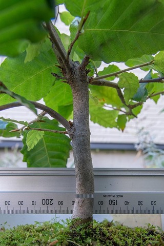 20220925buna_su_9y_05.jpg