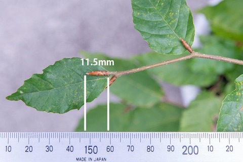 20221009buna_su_9y_06.jpg