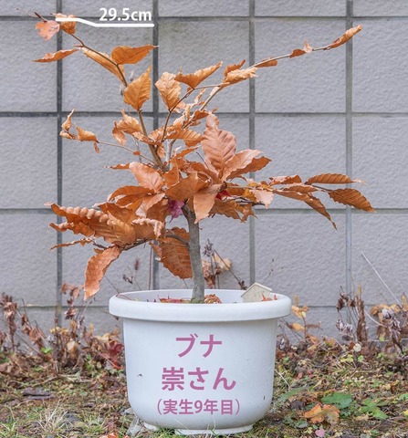 20221113buna_su_9y_00b.jpg