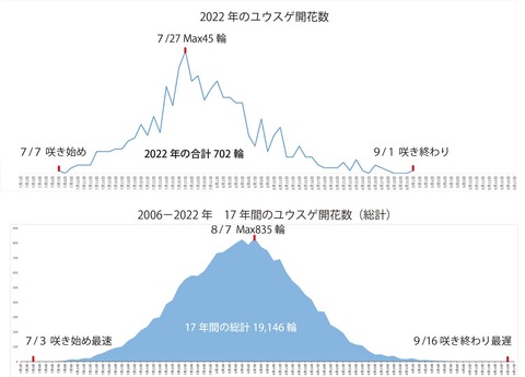 2022ユウスゲ開花グラフ.jpg