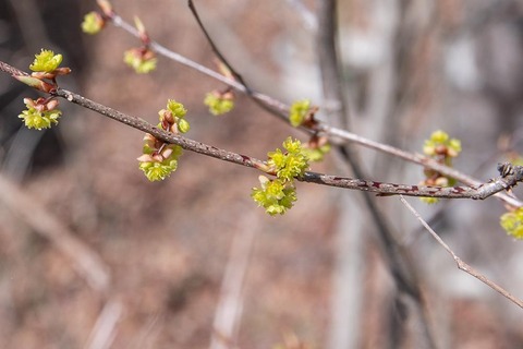 20230329museum-aburachan.jpg