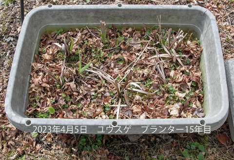 20230405v^[15N.jpg