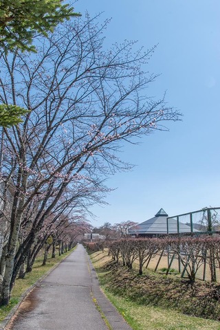 20230409yagasaki-sakura01.jpg