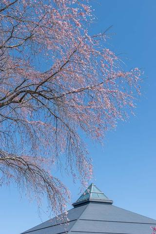 20230410yagasaki-shidare-sakuraA02.jpg