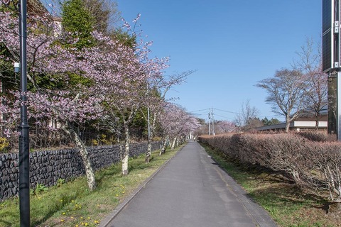 20230413yagasaki-sakura03.jpg