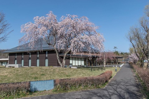 20230413yagasaki-shidare-sakuraC01.jpg