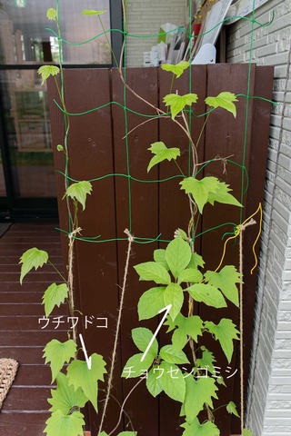 20230521midori05_gomishi_utiwa.jpg