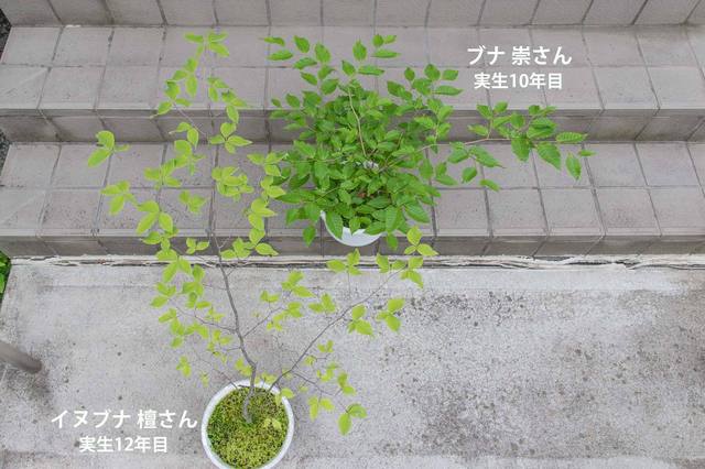 20230527buna10y_su_02_inubuna12y_dan_copy.jpg