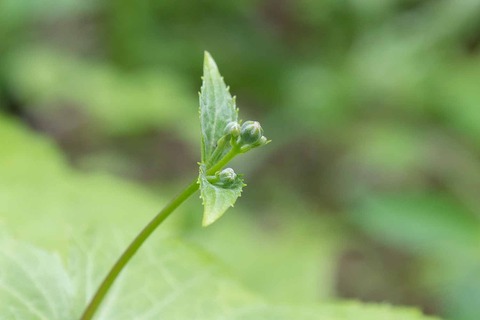 20230606kirengeshouma02.jpg