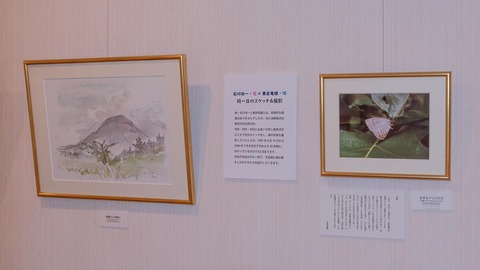 20230607museum_koasama_oomidorishijimi_re.jpg
