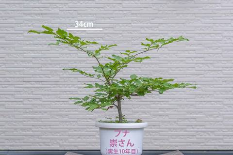 20230608buna10y_su_00.jpg