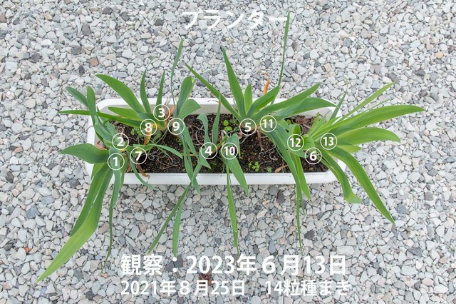 20230613hiougi_planter-re.jpg