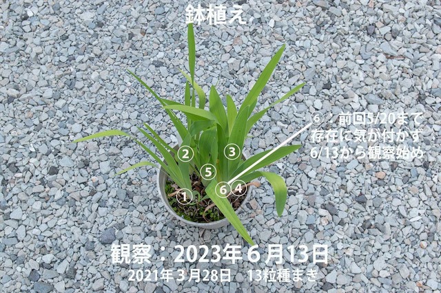 20230613hiougi_pot.jpg