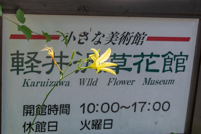 20230716yusugeB01-1731.jpg