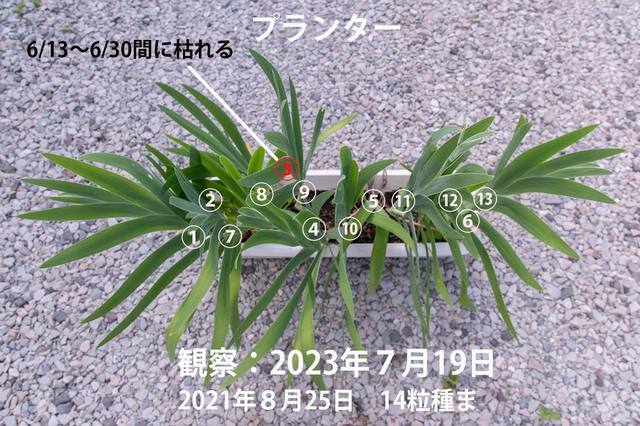 20230719hiougi_planter01.jpg